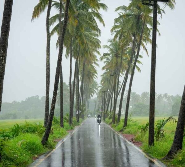 Rain-soaked road lined with palm trees in Goa during monsoon, a peaceful and scenic route among the best places to visit in monsoon in India.