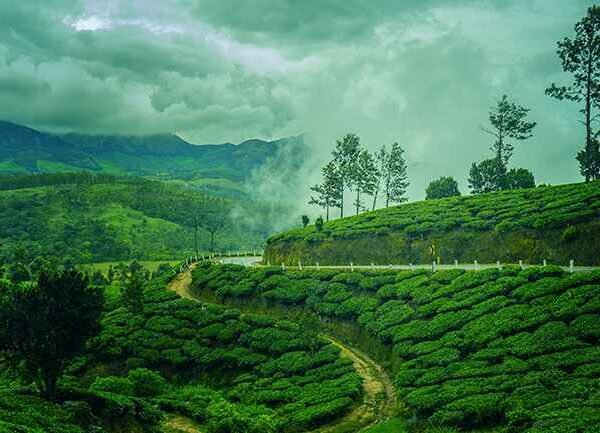 Lush green tea plantations in Munnar during monsoon, one of the peaceful places to visit in monsoon in India for nature lovers and hill station seekers.