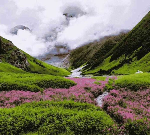 Colorful Valley of Flowers in Uttarakhand during monsoon, one of the best places to visit in monsoon in India